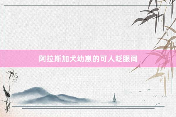 阿拉斯加犬幼崽的可人眨眼间